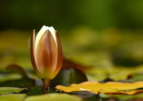 Water Lily Stock Photos