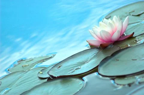Water Lily Stock Photos