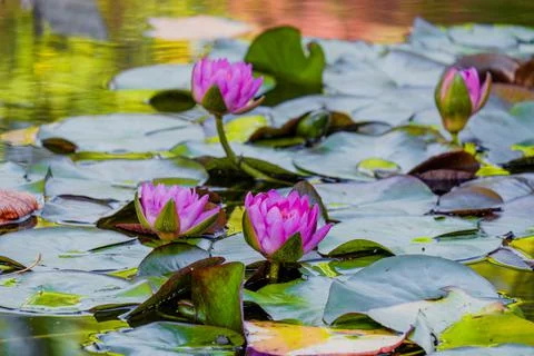 Water lily Stock Photos