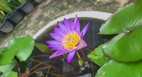 Water Lily Stock Photos