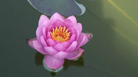 Water lily pink Video stock 28019559