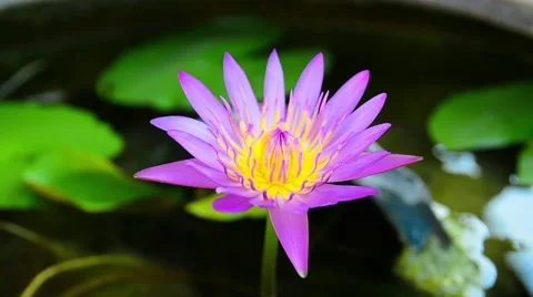 Water lily in the pond Video stock 49148570