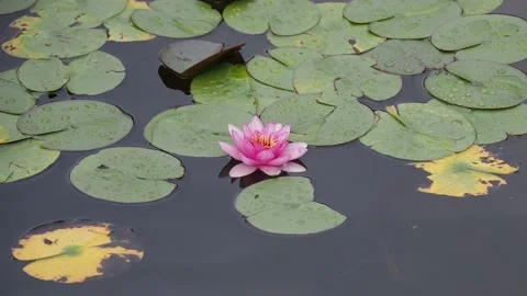 Water lily in the pond Stock Footage 217368902
