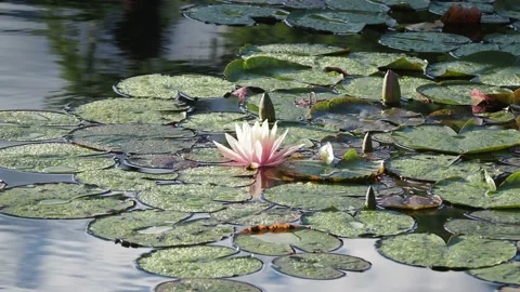 Water lily in the pond Stock Footage 217369166