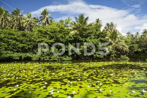 Water lily pond, Panaluu Beach, District of Kau Stock Photos