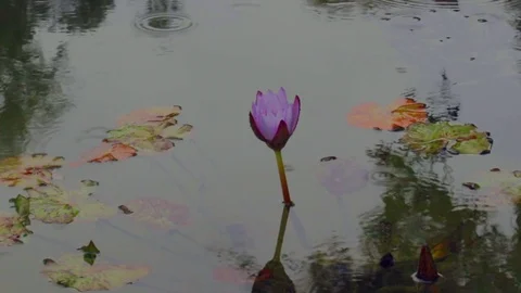 Water Lily in the Rain Stock Footage 70583823