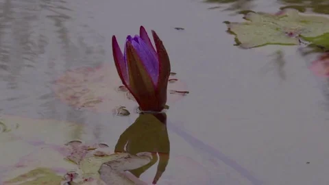 Water Lily in the Rain Stock Footage 70583867