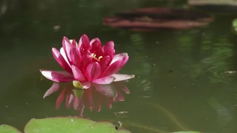 Water lily is red. Stock Footage 84227195