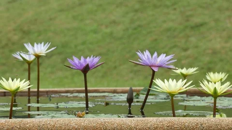 Water lily shaking with wind Stock Footage 91104928