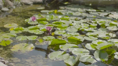 Water lily  summer in slow motion 4K high resolution Stock Footage 54074707