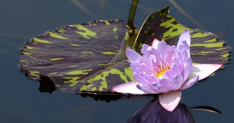 Water Lily Surrounded by Pads  Stock Footage 95713357