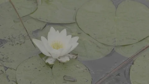 Water lily in swamp. Lotus in nature on natural background. White Lotus in the Stock Footage