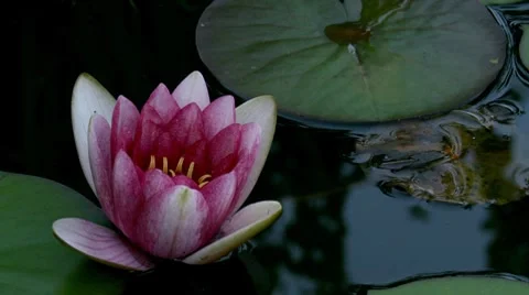 Water Lily Timelapse Stock Footage 8020892