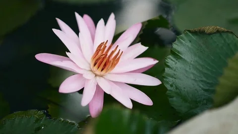 Water Lily Timelapse Stock Footage