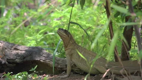 Water lizard Stock Footage 289686040