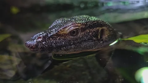 A water lizard head Stock Footage 271159288