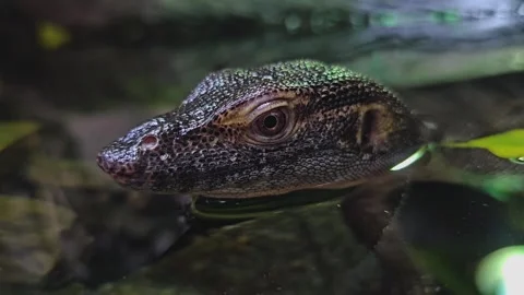 A water lizard head on the surface Stock Footage 271162905