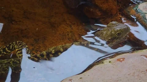 A water lizard moving along Stock Footage 296850336