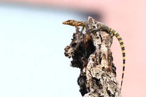 Water lizard Stock Photos