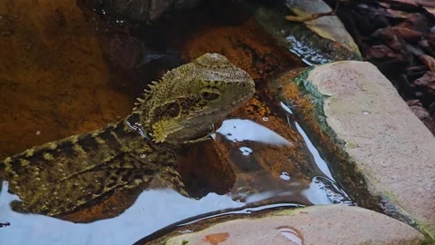 Water lizard. resting Stock Footage 296847953