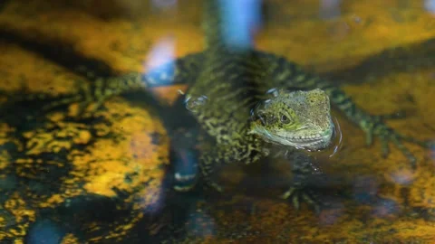 A water lizard sitting in a pond Stock Footage 267555637