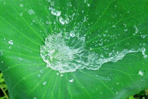 Water on a lotus leaf. Stock Photos