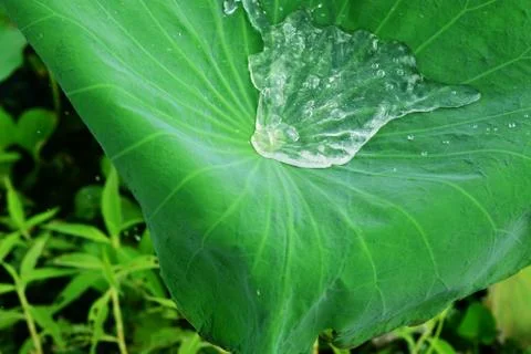 Water on a lotus leaf. Foto stock