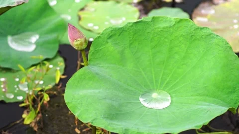 The water on the lotus leaf with the wind blowing. Stock Footage 169879630
