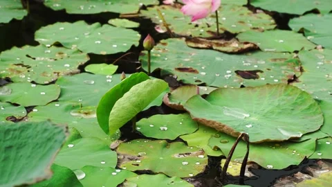 The water on the lotus leaf with the wind blowing. Stock Footage 169879770