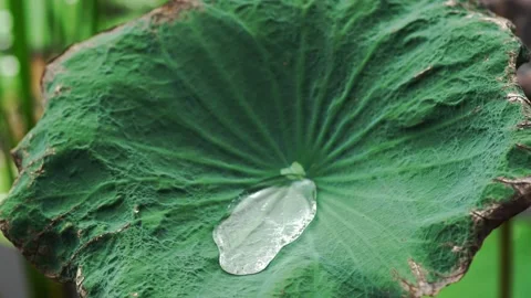 The water on the lotus leaf with the wind blowing. Stock Footage 169879832