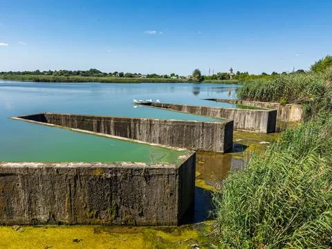 Water management structures in serene lakeside wetland with algae bloom reeds Stock Photos