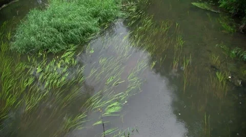 Water Margin Stock Footage 7761365