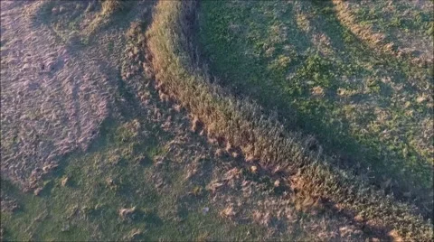 Water meadow cows Stock Footage 67741308