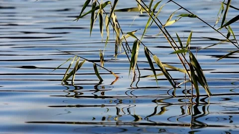 Water meditation Stock Footage 208131734
