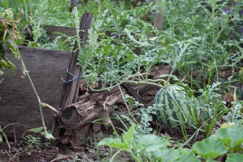 Water melon farm Stock Photos