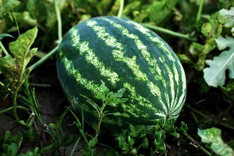 The water melon grows in the field Stock Photos