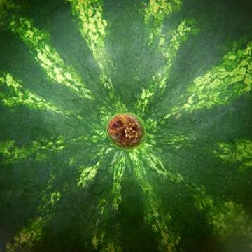 Water melon Stock Photos