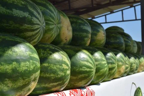 Water-melons on a counter Stock Photos