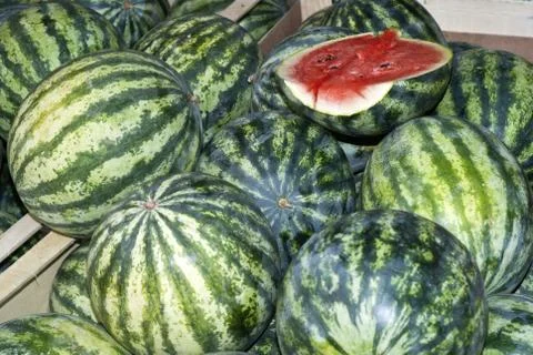Water melons Stock Photos