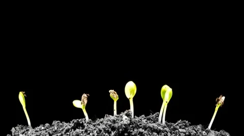 Water Melons sprouting out of the dead ground (timelapse) Stock Footage 10608511