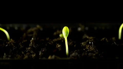 Water Melons sprouting (timelapse) Stock Footage 10256681