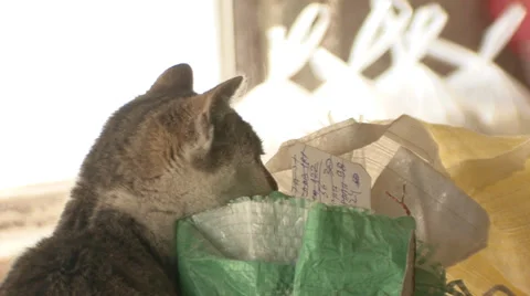 Water mill cat on the sack Stock Footage 36972400