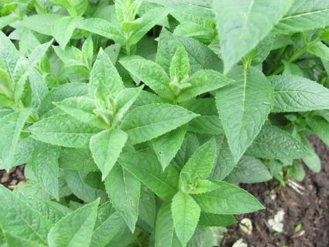 Water mint, Mentha aquatica Stock Photos