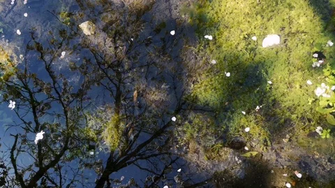 Water mirror reflection of green tree vegetation in water moving flow, 4k Stock Footage 105992934