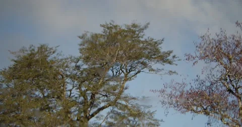 Water Mirror Trees Drops Wave Slow Motion 動画素材 201347326