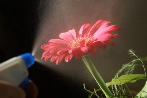 Water Misting a Gerber Stock Photos