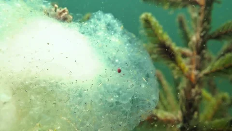 Water mite eating perch spawn underwater Stock Footage 269556611