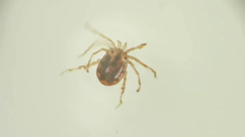 Water mite-Hydrachnidia under a microscope Stock Footage 90429465