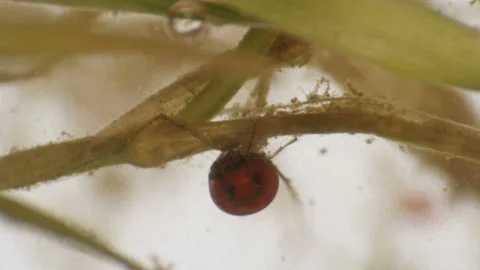 Water mite-Hydrachnidia under a microscope Stock Footage 91026633