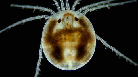 Water mite Hydrachnidia under a microscope, order Trombidiformes Stock Footage 147243055